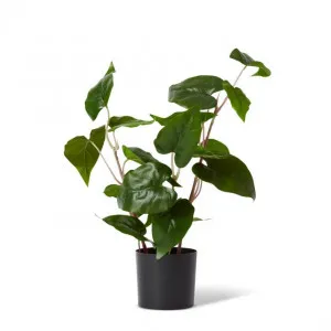 Philo Wild Plant Potted - 35 x 30 x 54cm by Elme Living, a Plants for sale on Style Sourcebook