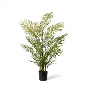 Phoenix  Palm Potted - 70 x 70 x 150cm by Elme Living, a Plants for sale on Style Sourcebook