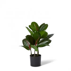 Rubber Plant Potted - 30 x 30 x 45cm by Elme Living, a Plants for sale on Style Sourcebook
