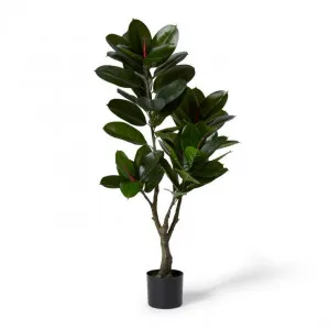 Rubber Plant Potted - 50 x 45 x 125cm by Elme Living, a Plants for sale on Style Sourcebook