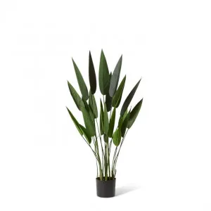 Sky Bird of Paradise - 80 x 80 x 120cm by Elme Living, a Plants for sale on Style Sourcebook