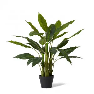 Spathiphyllum Plant Potted - 75 x 75 x 80cm by Elme Living, a Plants for sale on Style Sourcebook