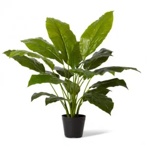 Spathiphyllum Potted - 85 x 85 x 80cm by Elme Living, a Plants for sale on Style Sourcebook