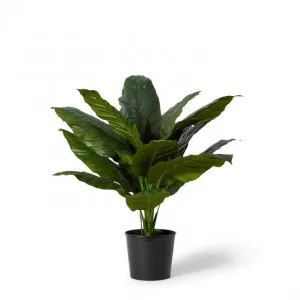 Spathiphyllum Potted - 94 x 90 x 90cm by Elme Living, a Plants for sale on Style Sourcebook
