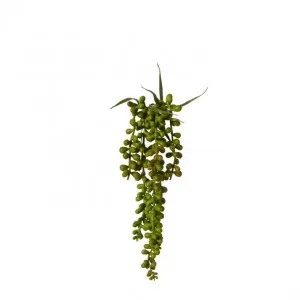 String of Pearls Hanging Plant - 8 x 8 x 34cm by Elme Living, a Plants for sale on Style Sourcebook