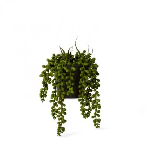 String of Pearls Potted - 14 x 14 x 23cm by Elme Living, a Plants for sale on Style Sourcebook