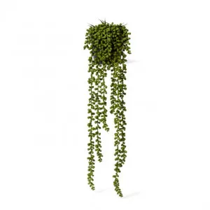 String of Pearls Potted - 18 x 18 x 56cm by Elme Living, a Plants for sale on Style Sourcebook