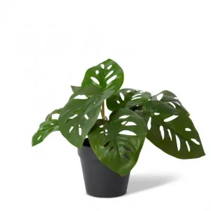 Swiss Cheese Plant Potted - 38 x 38 x 33cm by Elme Living, a Plants for sale on Style Sourcebook