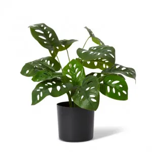 Swiss Cheese Plant Potted - 33 x 33 x 50cm by Elme Living, a Plants for sale on Style Sourcebook