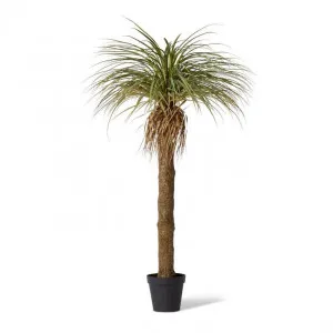 Yucca Grass Tree - 110 x 110 x 183cm by Elme Living, a Plants for sale on Style Sourcebook