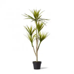 Yucca Tree - 70 x 70 x 116cm by Elme Living, a Plants for sale on Style Sourcebook