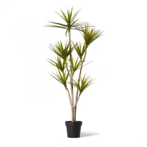 Yucca Tree - 70 x 70 x 150cm by Elme Living, a Plants for sale on Style Sourcebook