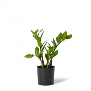Zanzibar Potted - 22 x 22 x 32cm by Elme Living, a Plants for sale on Style Sourcebook