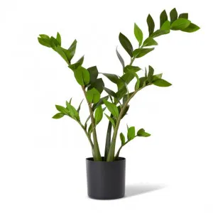 Zanzibar Potted - 37 x 28 x 70cm by Elme Living, a Plants for sale on Style Sourcebook