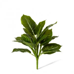 Aglaonema Bush - 30 x 30 x 45cm by Elme Living, a Plants for sale on Style Sourcebook