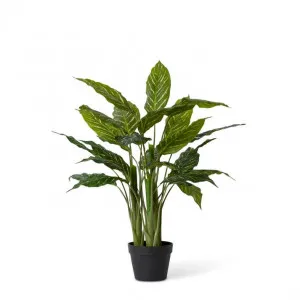 Aglaonema Plant Potted - 60 x 60 x 85cm by Elme Living, a Plants for sale on Style Sourcebook