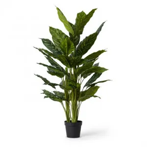 Aglaonema Plant Potted - 80 x 80 x 130cm by Elme Living, a Plants for sale on Style Sourcebook