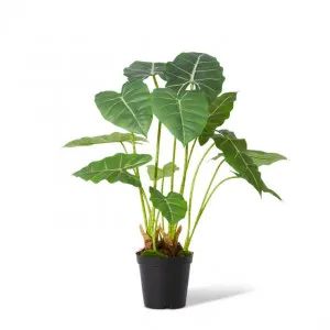 Alocasia Frydek Potted - 56 x 54 x 70cm by Elme Living, a Plants for sale on Style Sourcebook