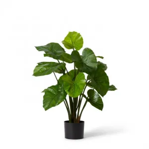 Alocasia Lily Potted - 40 x 40 x 80cm by Elme Living, a Plants for sale on Style Sourcebook