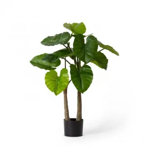 Alocasia Potted - 50 x 50 x 90cm by Elme Living, a Plants for sale on Style Sourcebook