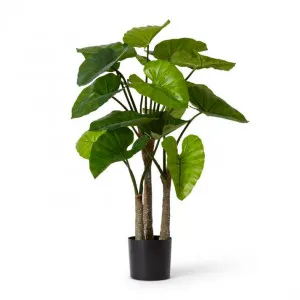 Alocasia Potted - 53 x 53 x 100cm by Elme Living, a Plants for sale on Style Sourcebook