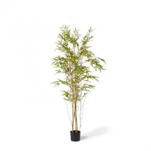 Bamboo Guadua Tree - 90 x 90 x 180cm by Elme Living, a Plants for sale on Style Sourcebook