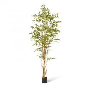 Bamboo Guadua Tree - 100 x 100 x 210cm by Elme Living, a Plants for sale on Style Sourcebook