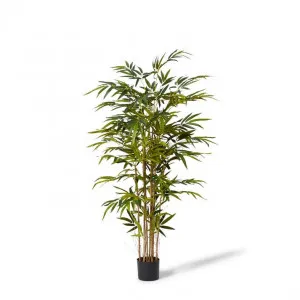 Bamboo Tree - 90 x 90 x 150cm by Elme Living, a Plants for sale on Style Sourcebook