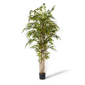 Bamboo Tree - 110 x 110 x 210cm by Elme Living, a Plants for sale on Style Sourcebook