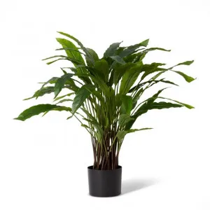 Calathea Velvet Potted - 30 x 30 x 60cm by Elme Living, a Plants for sale on Style Sourcebook