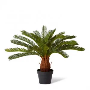 Cycas Plant Potted - 42 x 42 x 72cm by null, a Plants for sale on Style Sourcebook