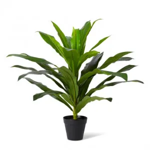 Dracaena Plant Potted - 55 x 55 x 60cm by Elme Living, a Plants for sale on Style Sourcebook