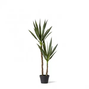 Dracaena Plant Potted - 56 x 44 x 112cm by Elme Living, a Plants for sale on Style Sourcebook