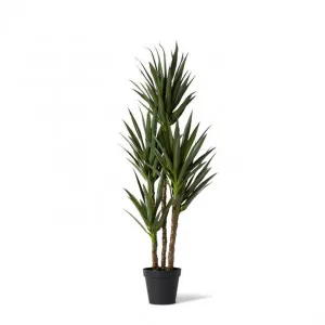 Dracaena Spikey Potted - 85 x 80 x 152cm by Elme Living, a Plants for sale on Style Sourcebook