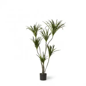 Dragon Tree - 70 x 60 x 130cm by Elme Living, a Plants for sale on Style Sourcebook