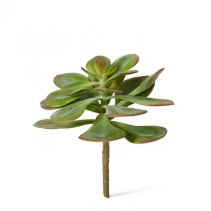 Echeveria Broadleaf Stem - 18 x 18 x 18cm by Elme Living, a Plants for sale on Style Sourcebook