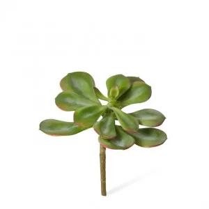 Echeveria Broadleaf Stem - 15 x 15 x 15cm by Elme Living, a Plants for sale on Style Sourcebook