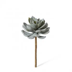 Echeveria Elegans Stem - 15 x 15 x 23cm by Elme Living, a Plants for sale on Style Sourcebook