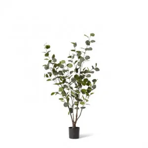 Eucalyptus Tree - 50 x 50 x 120cm by Elme Living, a Plants for sale on Style Sourcebook