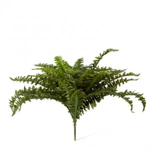 Fern Boston - 65 x 65 x 55cm by Elme Living, a Plants for sale on Style Sourcebook