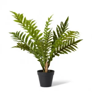 Fern Hares Foot Potted - 62 x 62 x 66cm by Elme Living, a Plants for sale on Style Sourcebook