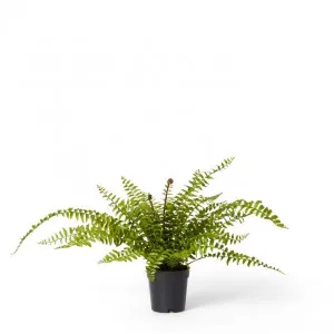 Fern Lush Boston Potted - 50 x 50 x 55cm by Elme Living, a Plants for sale on Style Sourcebook