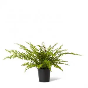 Fern Lush Boston Potted - 80 x 80 x 61cm by Elme Living, a Plants for sale on Style Sourcebook