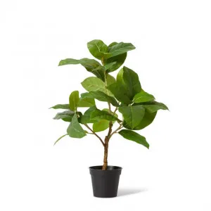 Ficus Elastica Potted - 30 x 30 x 40cm by Elme Living, a Plants for sale on Style Sourcebook