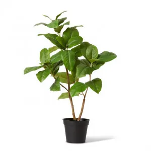 Ficus Elastica Potted - 55 x 55 x 80cm by Elme Living, a Plants for sale on Style Sourcebook