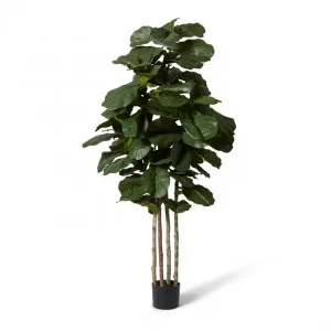 Fiddle Grand Tree - 60 x 60 x 240cm by Elme Living, a Plants for sale on Style Sourcebook