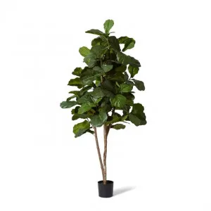Fiddle Tree - 80 x 80 x 210cm by Elme Living, a Plants for sale on Style Sourcebook