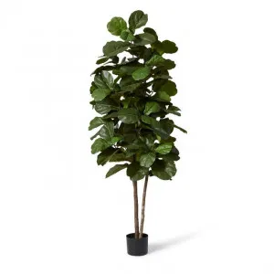 Fiddle Tree - 80 x 80 x 240cm by Elme Living, a Plants for sale on Style Sourcebook