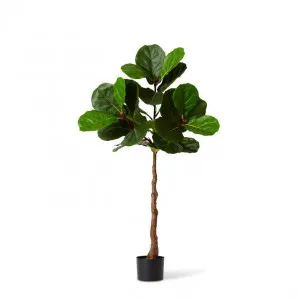 Fiddle Tree - 63 x 63 x 120cm by Elme Living, a Plants for sale on Style Sourcebook