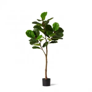 Fiddle Tree - 81 x 81 x 161cm by Elme Living, a Plants for sale on Style Sourcebook